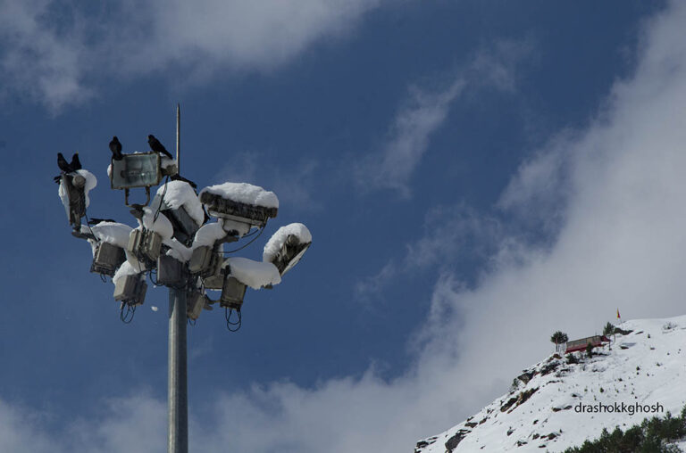 The choughs on a lamp post