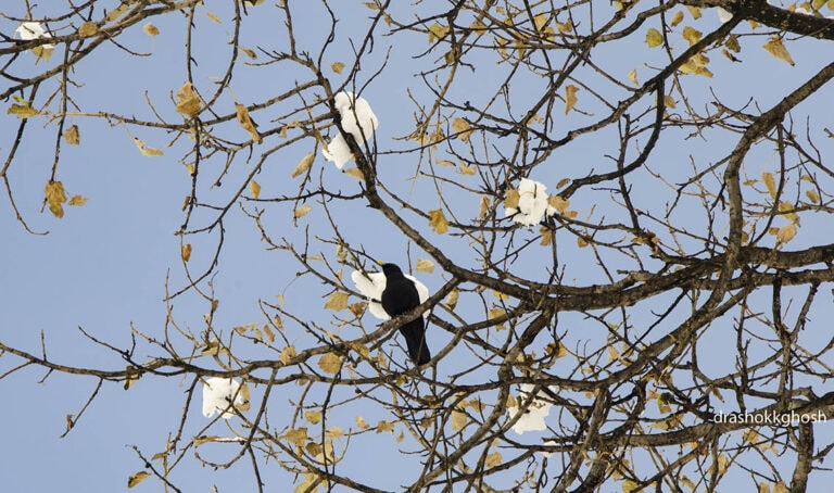 A Chough (bird)