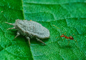 Red ant chasing aphid
