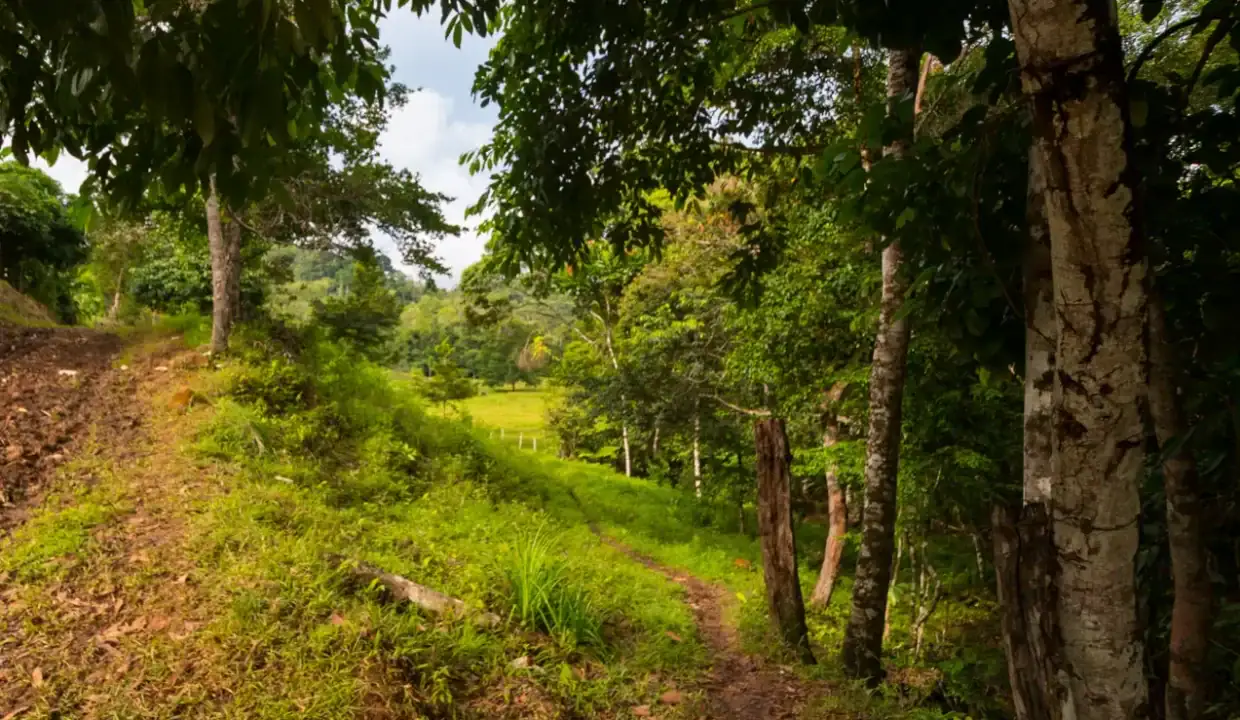 Árboles y camino en terreno rural en venta en Panamá La Pintada Coclé
