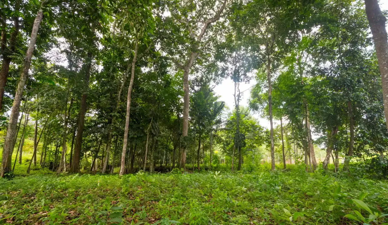 Área plana con pasto en terreno en venta en Panamá Sardina La Pintada Coclé