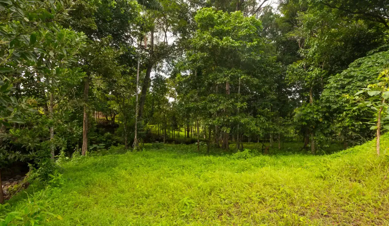 Terreno verde en venta en Panamá Sardina Llano Norte Coclé