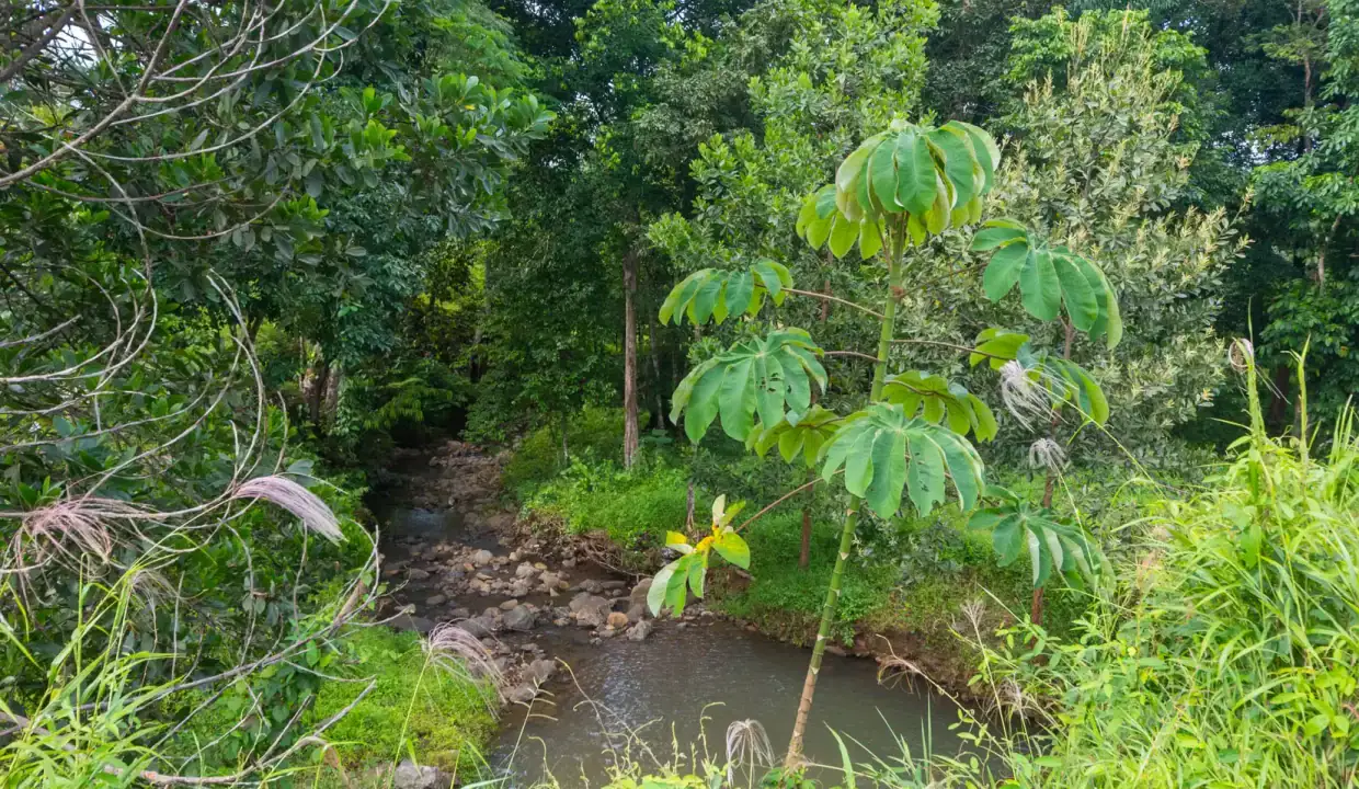 Vegetación junto al arroyo en terreno en venta en Panamá Sardina La Pintada