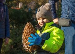 Tobozszüret 2025. november 15-én szombaton