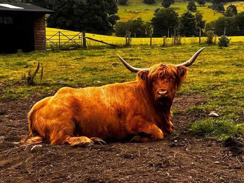 Honey the highland cow at Kilmahod on one of our Stirling Castle & Trossachs day tours at tourguidescotland.com
