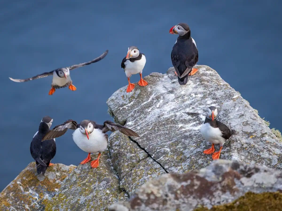 Puffins in Scotland on our one day Private Tour from Edinburgh at Tour Guide Scotland