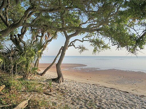 Maritime Hammock Nature Trail on the Space Coast