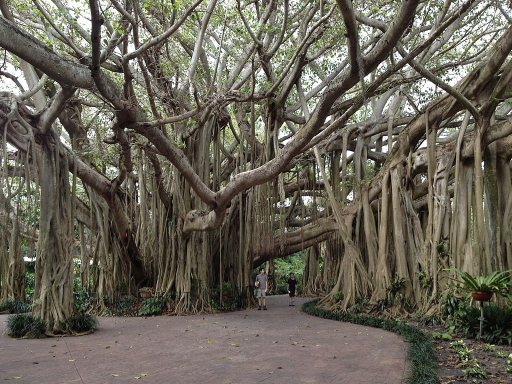 Cypress Gardens historic banyan tree and botanical walkway at LEGOLAND Florida