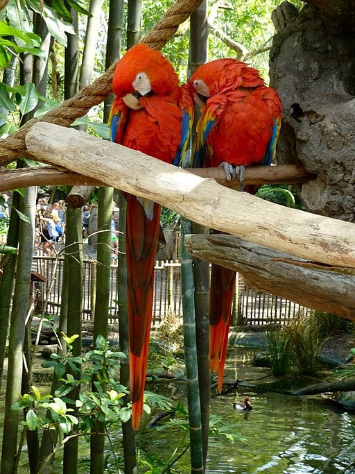 Colorful parrot in the Oasis area at Disney's Animal Kingdom