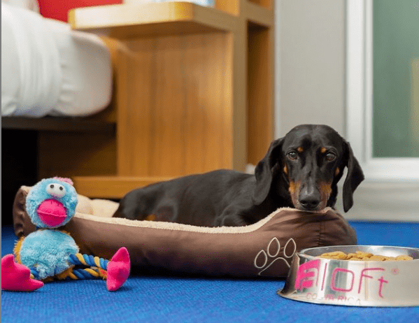 Pet-friendly Marriott Cocoa Beach