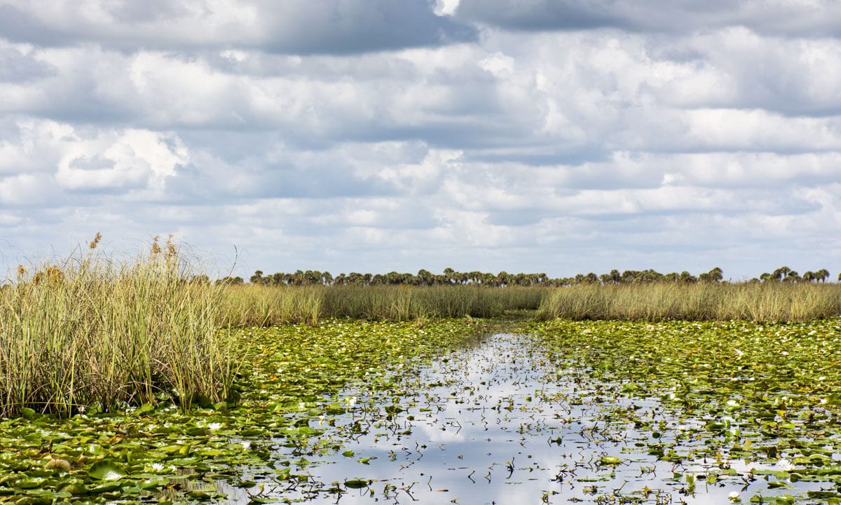 Wetlands at Three Forks Conservation Area in Palm Bay Florida