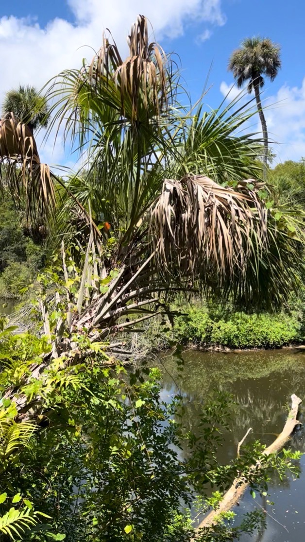 Leaning palm tree along a boardwalk trail at Turkey Creek Sanctuary in Palm Bay Florida