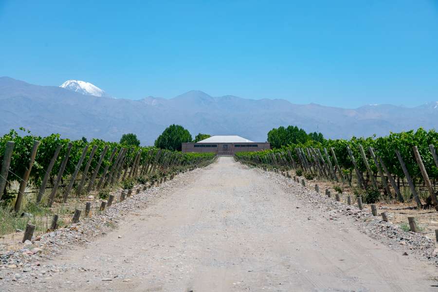 Beautiful vineyard in Mendoza