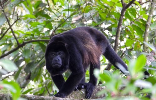 howler Monkey Costa Rica