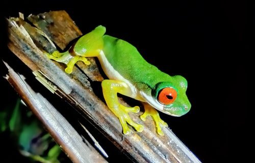 Night Tour Costa Rica La Fortuna