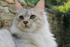 Angela 01