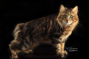 Fantaziya-01-768x512