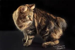Fantaziya-03