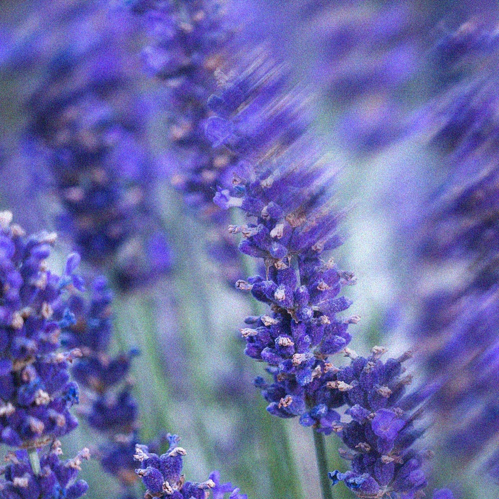 Lavender-1