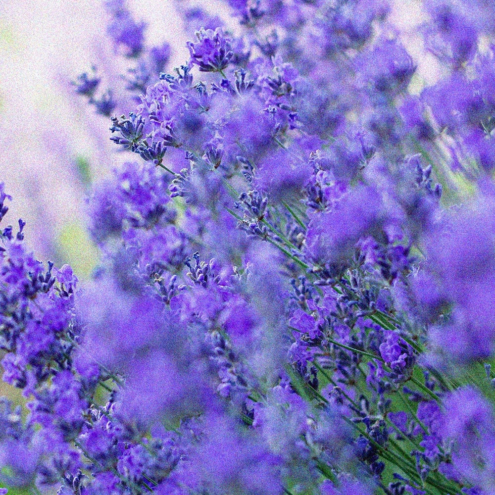 Lavender-2