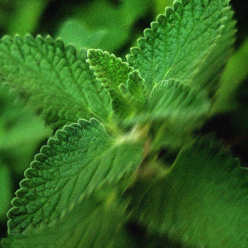 Mint