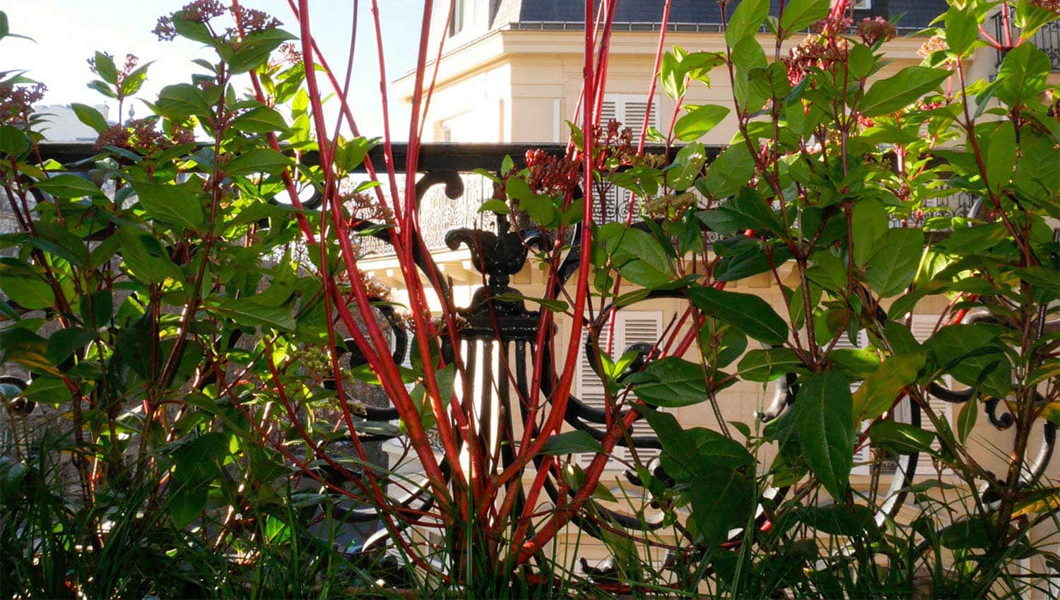 Paysagiste Paris | Paysagiste Paris 8 - Paysagiste Paris 16 - Paysagiste Paris 7