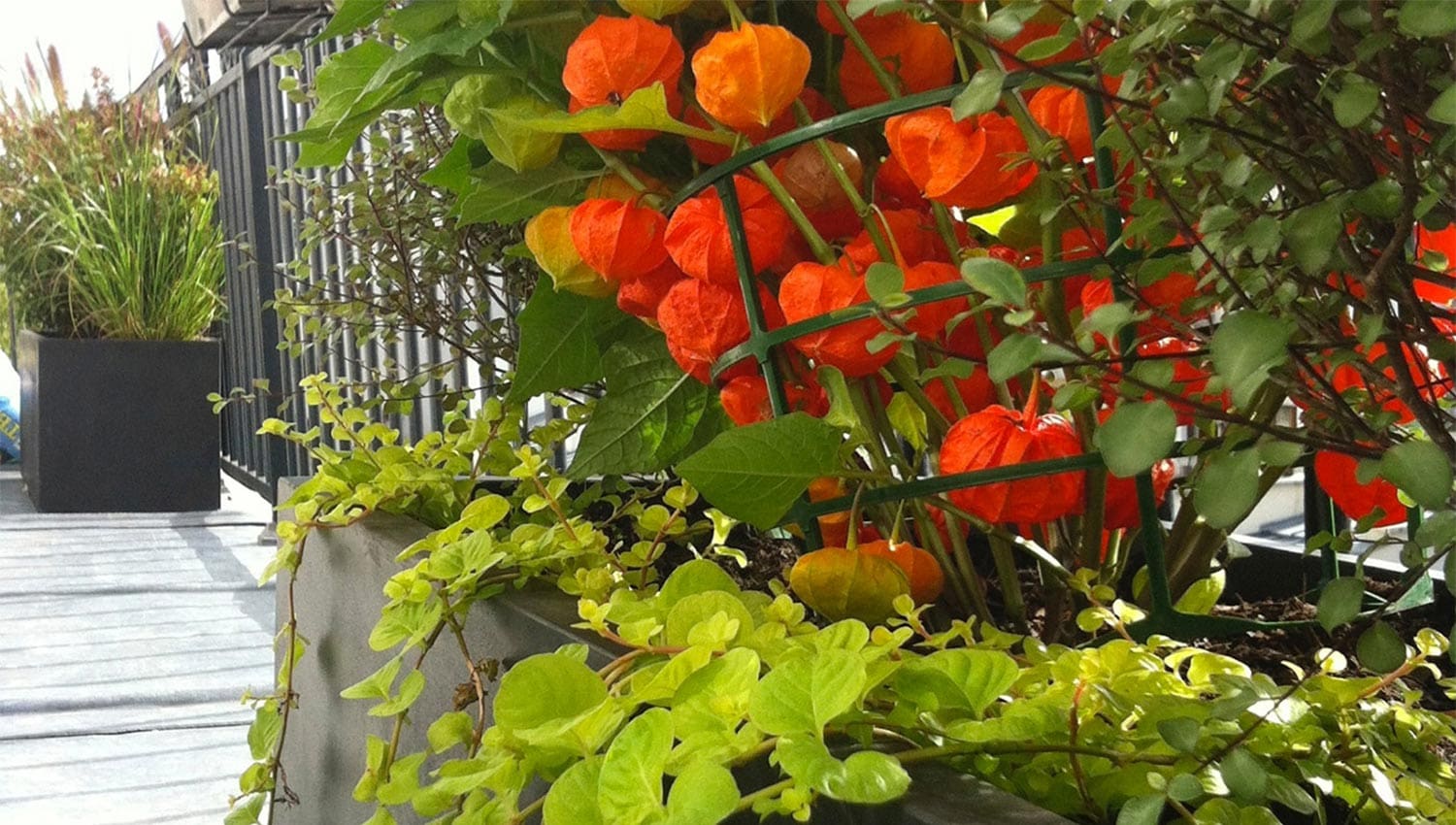 Paysagiste Paris | Paysagiste Paris 8 - Paysagiste Paris 16 - Paysagiste Paris 7