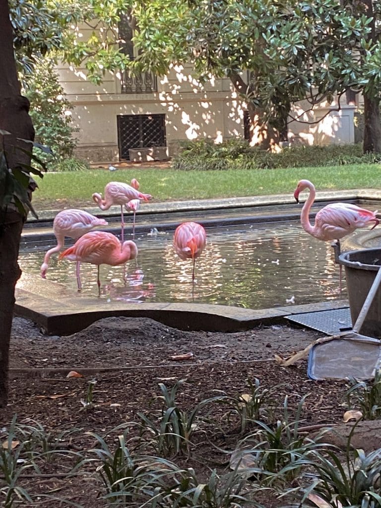 Flamencos en Milán