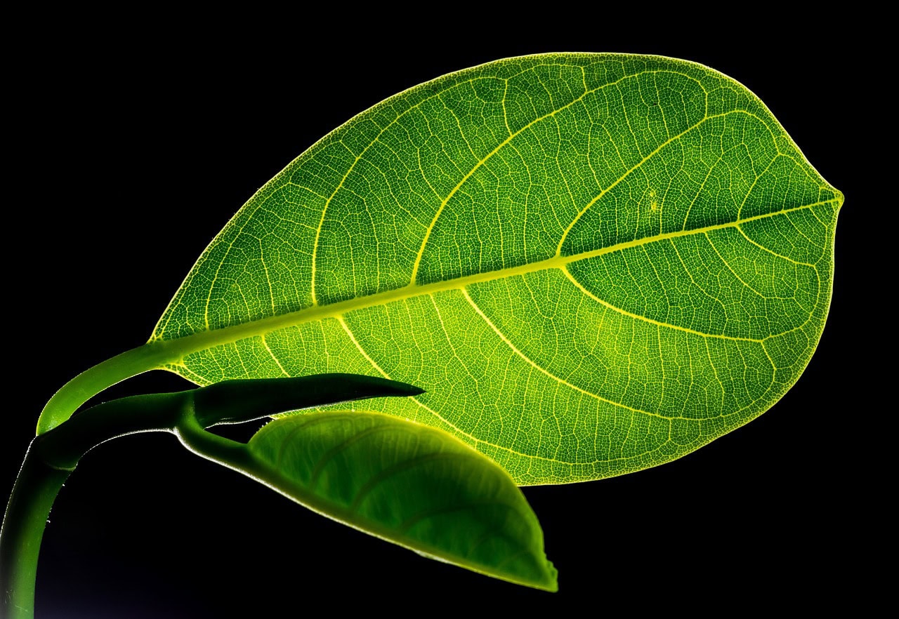 leaves, jackfruit, plant