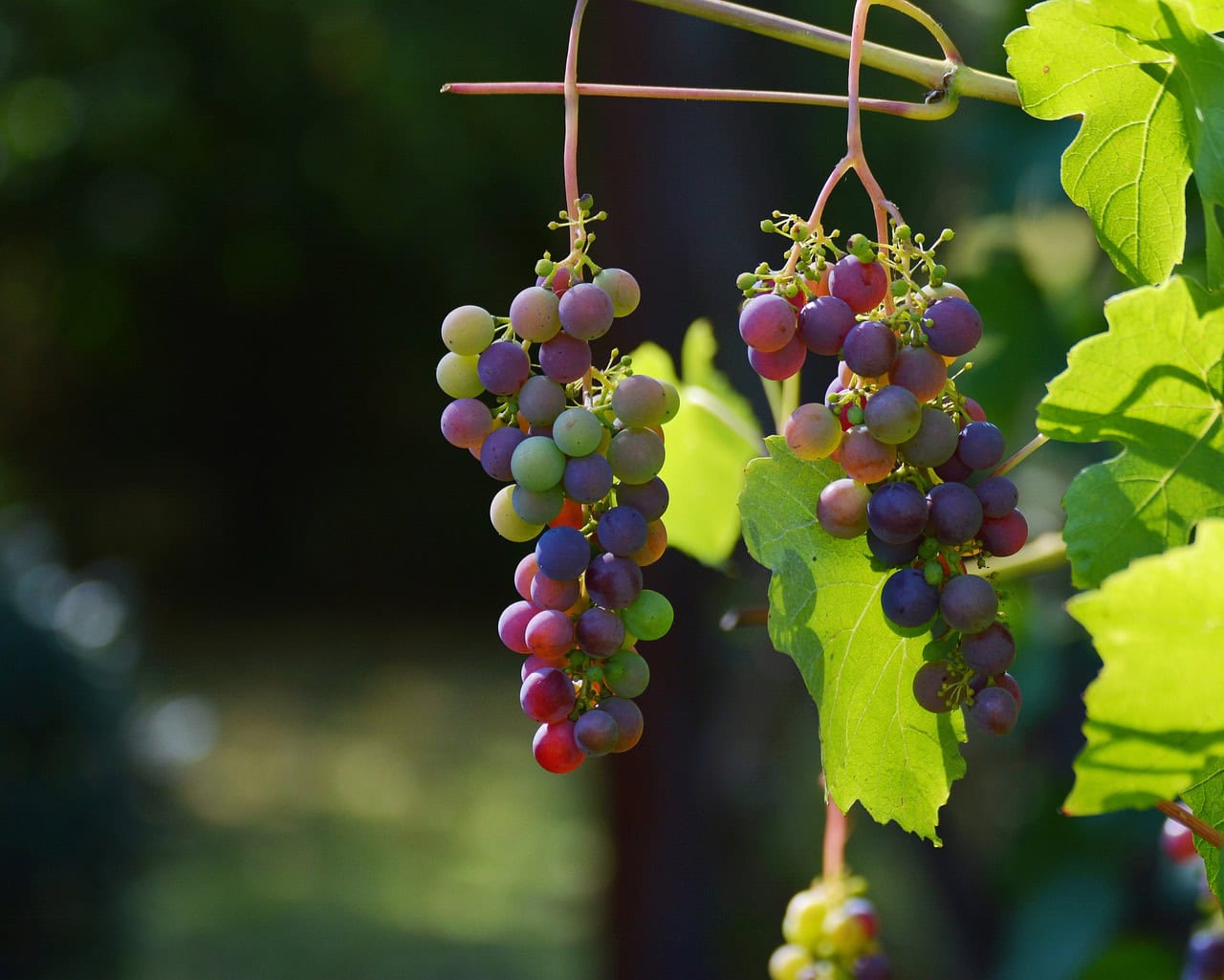 grapes, vines, wine