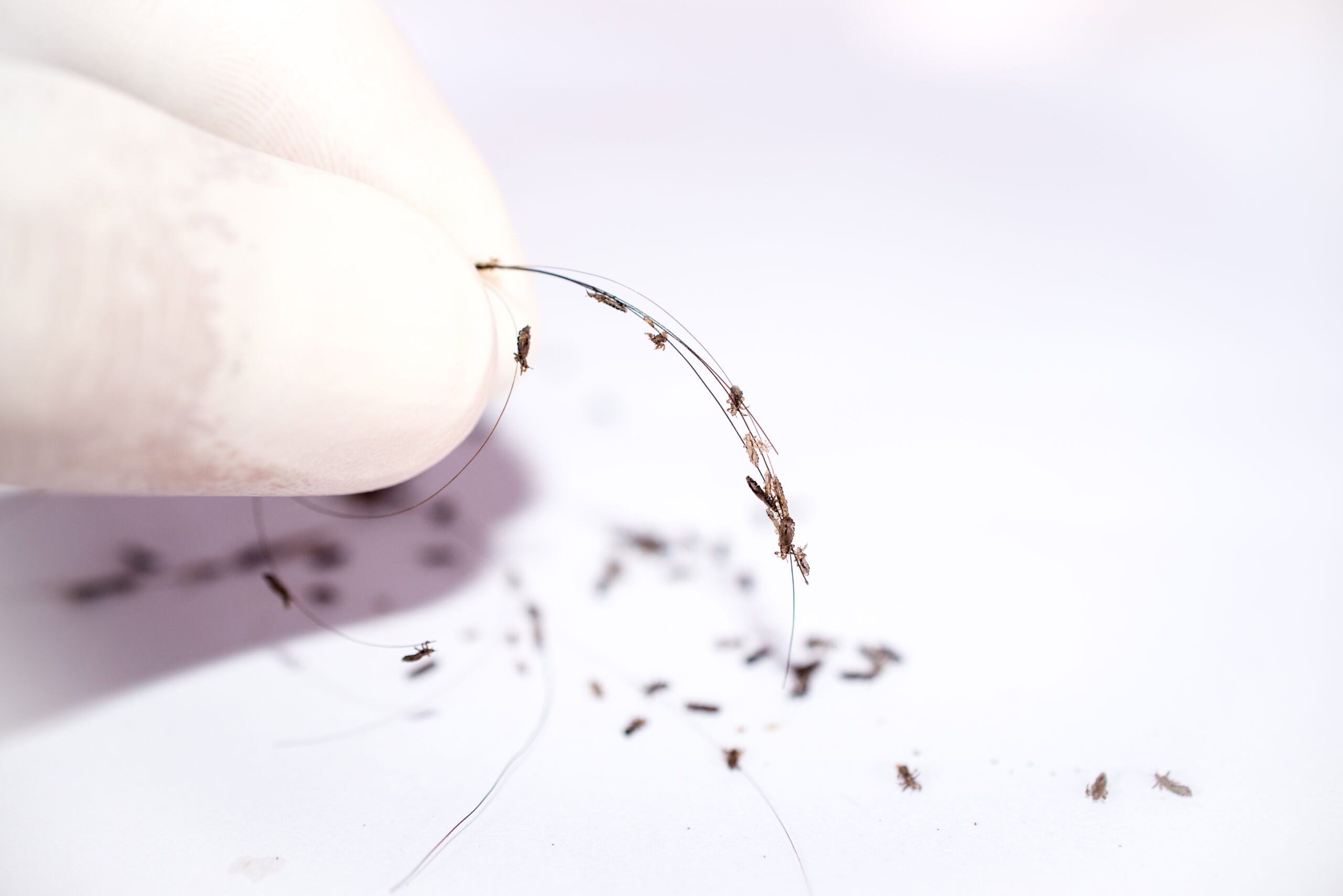cropped-hand-holding-hair-with-head-louse nits on a hair strand
