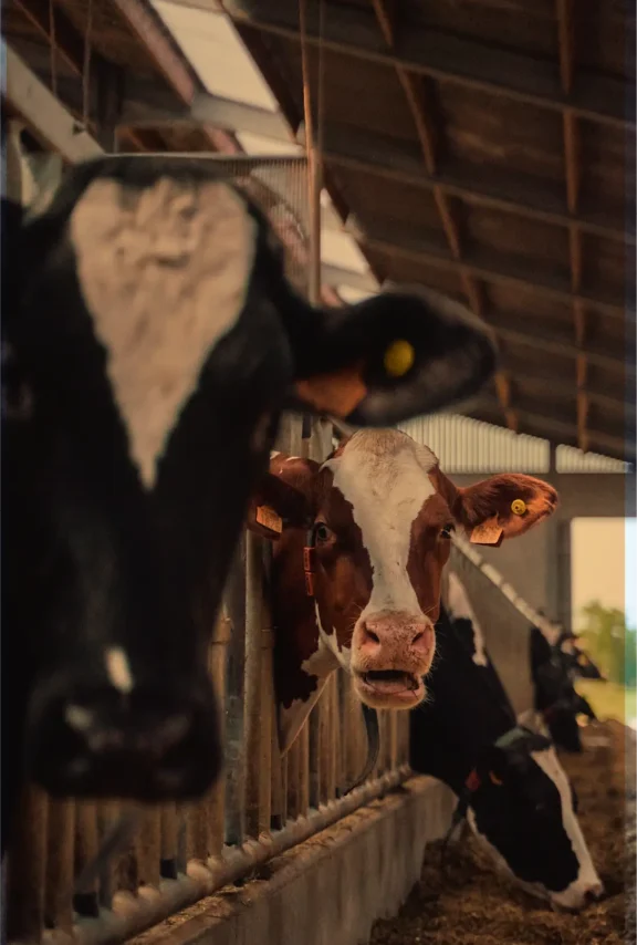 Paisajes únicos cultura lechera