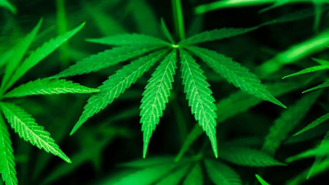 Marijuana Users Have Triple the Odds for Leg Artery Disease (Study)