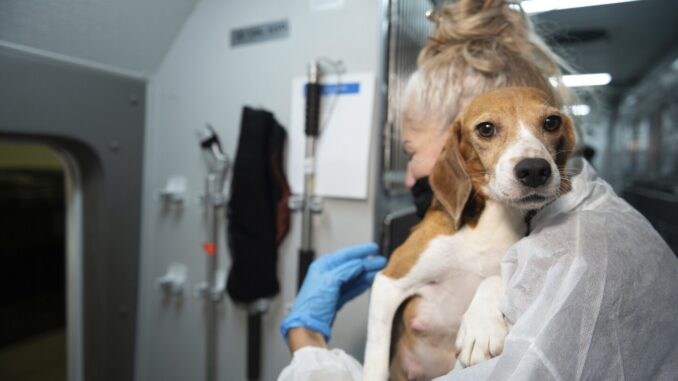 company-that-bred-beagles-for-research-pleads-guilty-to-neglect-ordered-to-pay-record-35m-fine.jpg Company that bred beagles for research pleads guilty to neglect, ordered to pay record $35M fine