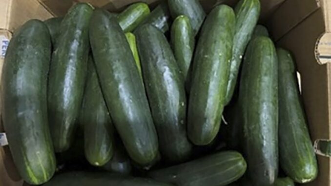 untreated-water-tied-to-salmonella-outbreak-in-cucumbers-that-sickened-450-people-in-us.jpg Untreated water tied to salmonella outbreak in cucumbers that sickened 450 people in US