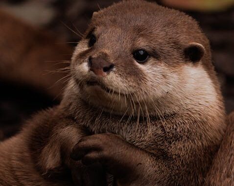 Otter Chases Family After Allegedly Attacking Child, Video Shows