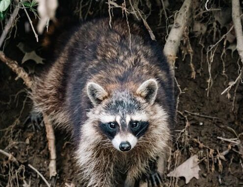 raccoon-grabs-pipe-puts-it-to-mouth-during-womans-arrest-on-video.jpeg Raccoon Grabs Pipe & Puts it to Mouth During Woman’s Arrest, on Video