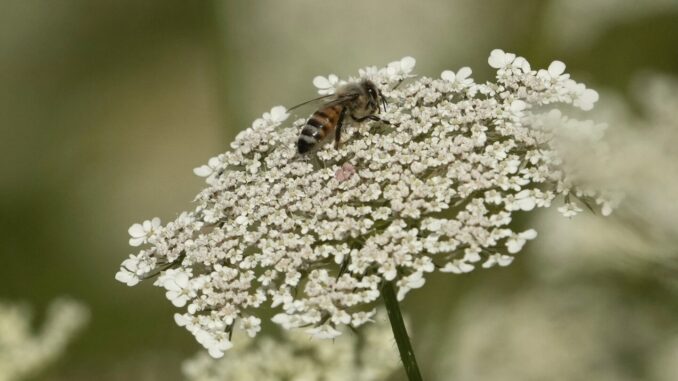 Unusual bee attack leaves 24 injured, 3 critically…