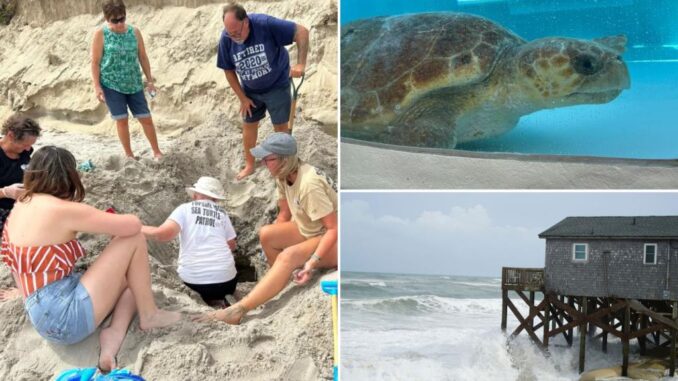 hurricane-erin-destroys-dozens-of-threatened-turtle-nests-despite-no-major-damage-on-land.jpg Hurricane Erin destroys dozens of threatened turtle nests, despite no major damage on land