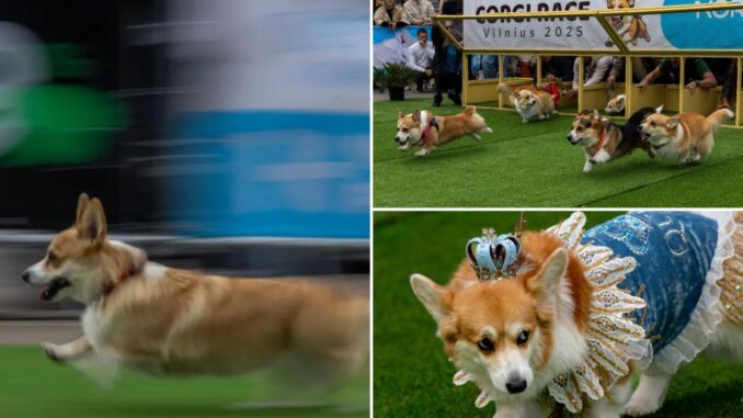 Hundreds of adorable corgis compete to be top dog in international competition