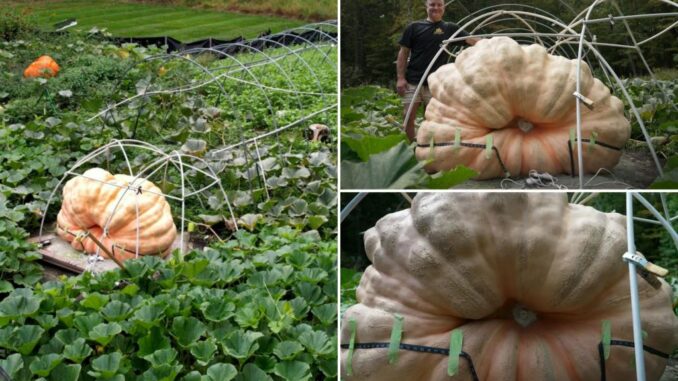 Man shares how he competitively grows giant pumpkins the size of small cars
