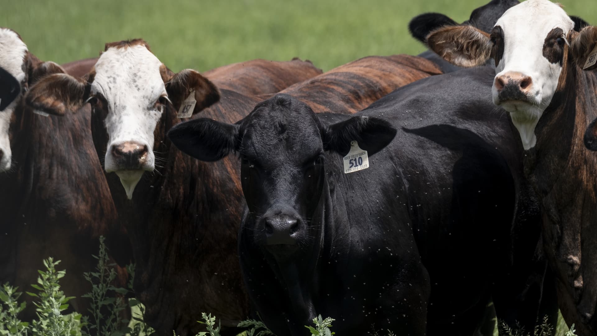 beef-prices-finally-fell-but-cattle-herd-screwworm-could-eat-into-consumers-inflation-relief.jpeg Beef prices finally fell, but cattle herd screwworm could eat into consumers’ inflation relief