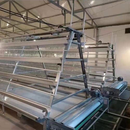 2026 A-Type Battery Cages installed in commercial layer farm