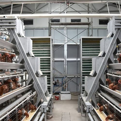 Detailed view of A-Type battery cage system with feeding and egg collection