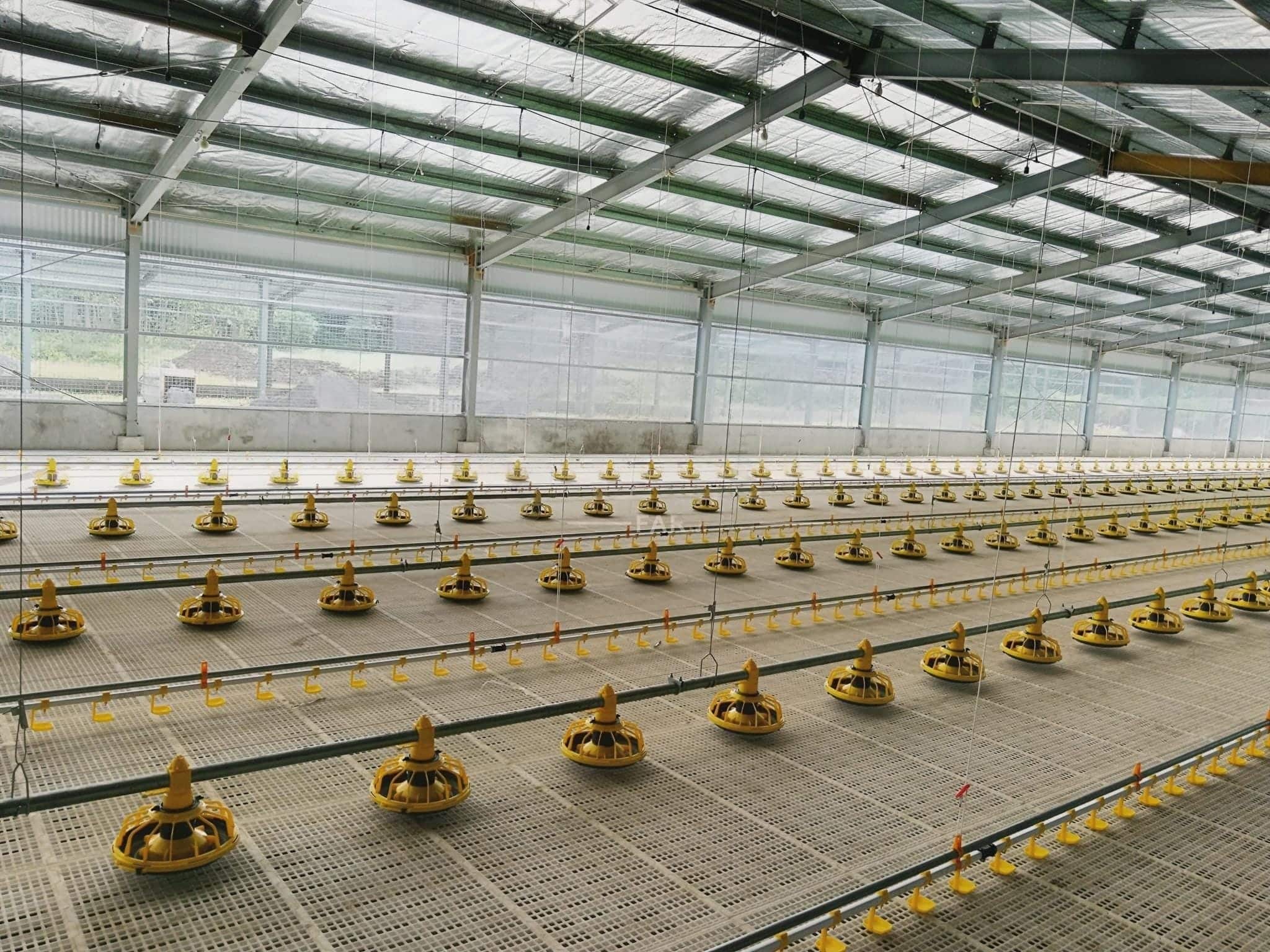 broiler heat stress panting in commercial floor system with tunnel ventilation