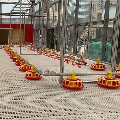 chain feeding system for commercial layer and breeder farms