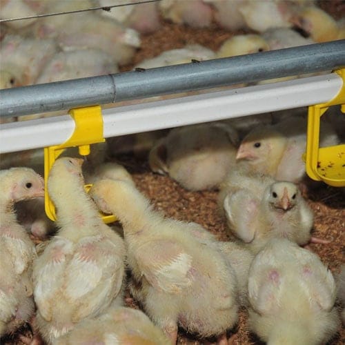 2026 Automatic Nipple Drinking System for Poultry