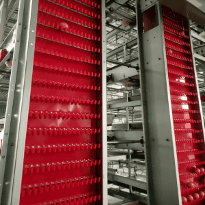 High-capacity automated egg collection conveyor and lifter system in commercial layer house