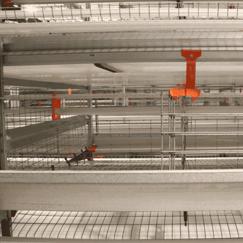 Hot-dip galvanized automated layer cage mesh in commercial house