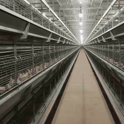 Hot-dip galvanized vs electro-galvanized layer cage mesh comparison